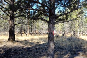 A juniper with an orange flagging tape wrapped around the trunk