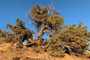 An old juniper