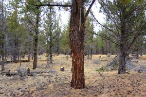 A pine with dead branches removed