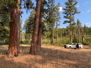 A grove of ponderosa pines