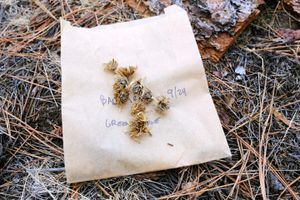 Balsamroot seeds on a paper bag