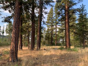 A grove of ponderosa pines