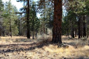 A ponderosa pine tree amidst a meadow of bunchgrasses and sagebrush