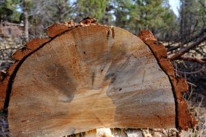 A cross section of the log, showing the blue stain