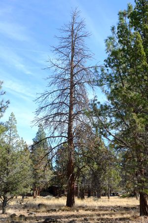 A dead pine tree