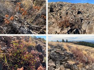 Buckwheat growing in different mountain environment