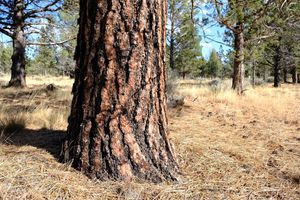 The bark of a ponderosa pine tree