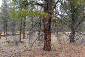 A pine covered dead branches down to the ground