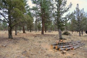 A pile of juniper logs