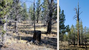 A stump surrounded by juniper