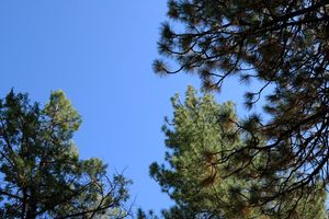 Pine boughs against a blue sky