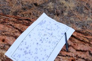 A paper survey of the site on a log